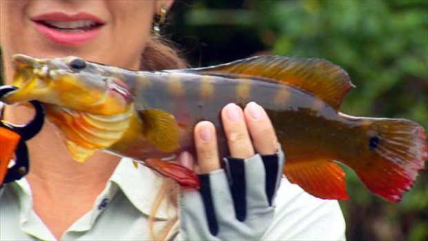Le jacundá est un poisson au corps allongé et à la grande bouche. La couleur et le motif des taches varient selon les espèces. Il peut avoir des bandes verticales sur les flancs, mais a toujours une bande longitudinale plus sombre le long du corps, qui s'étend de l'œil au pédoncule de la nageoire caudale. L'ocelle (une tache qui ressemble à un œil) dans la partie supérieure du pédoncule caudal est une autre caractéristique frappante de l'espèce jacundá. Le jacundá, également appelé coccinelle et poisson-savon, peut atteindre une longueur de 40 centimètres et peser près d'une livre. C'est important dans la pêche commerciale (très recherchée comme poisson d'ornement) et aussi dans la pêche amateur. Les jacundas sont des poissons territorialistes et se retrouvent toujours au même endroit. L'équipement utilisé dans la pêche sportive du jacundá est du type léger moyen; lignes de 10 à 14 livres; entre 1 et 4/0. Les appâts sont de petits poissons, du minhocoçu, des bouchons de demi-eau et de surface.