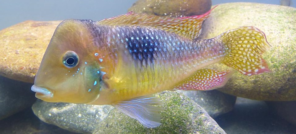 Gymnogeophagus lipokarenos