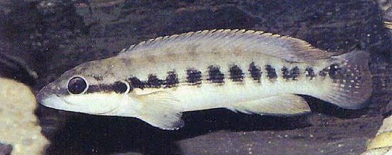 Crenicichla cyclostoma.