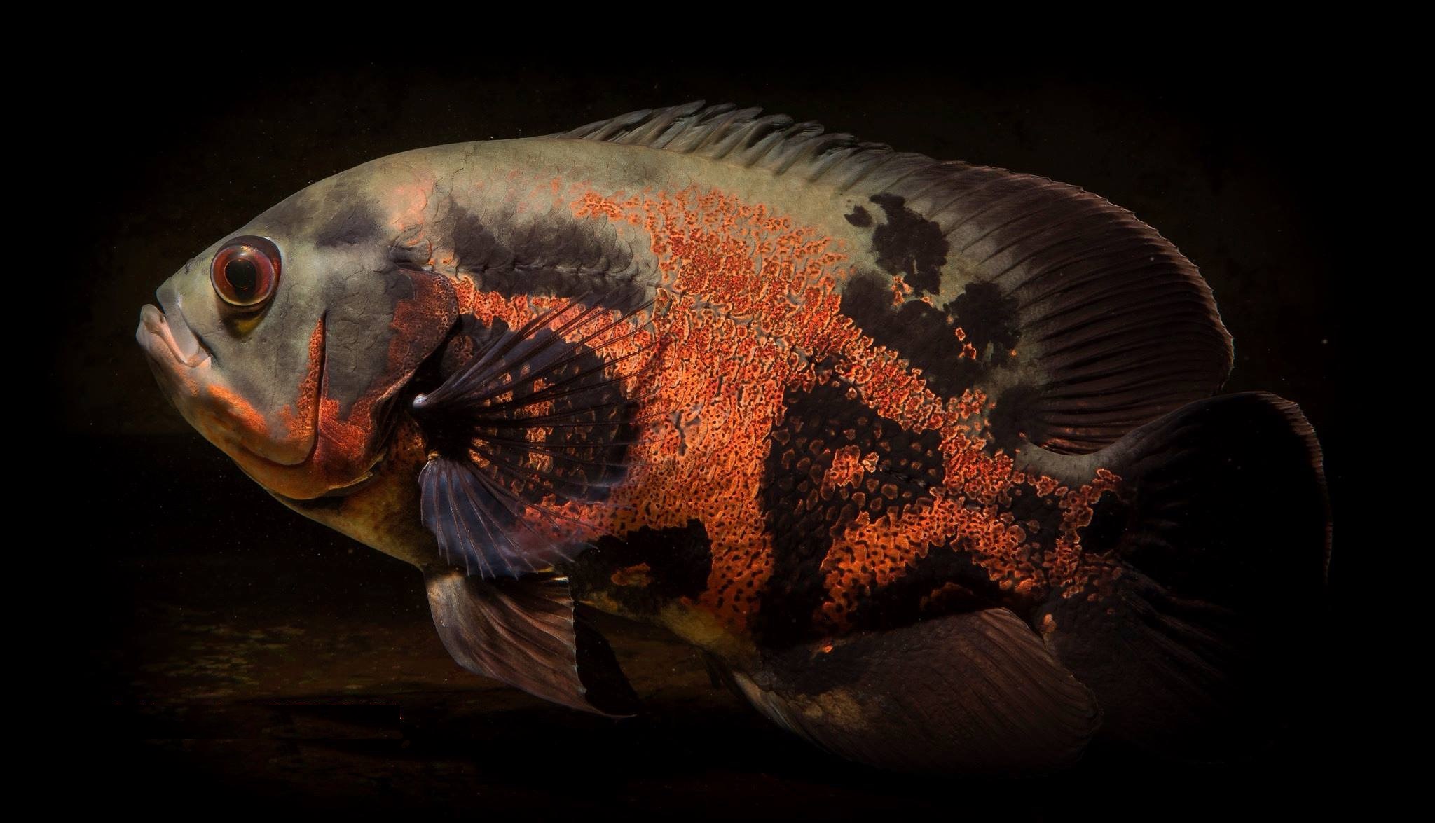 Aliment pour poisson : composition ? - le blog dédié à l'aquarium