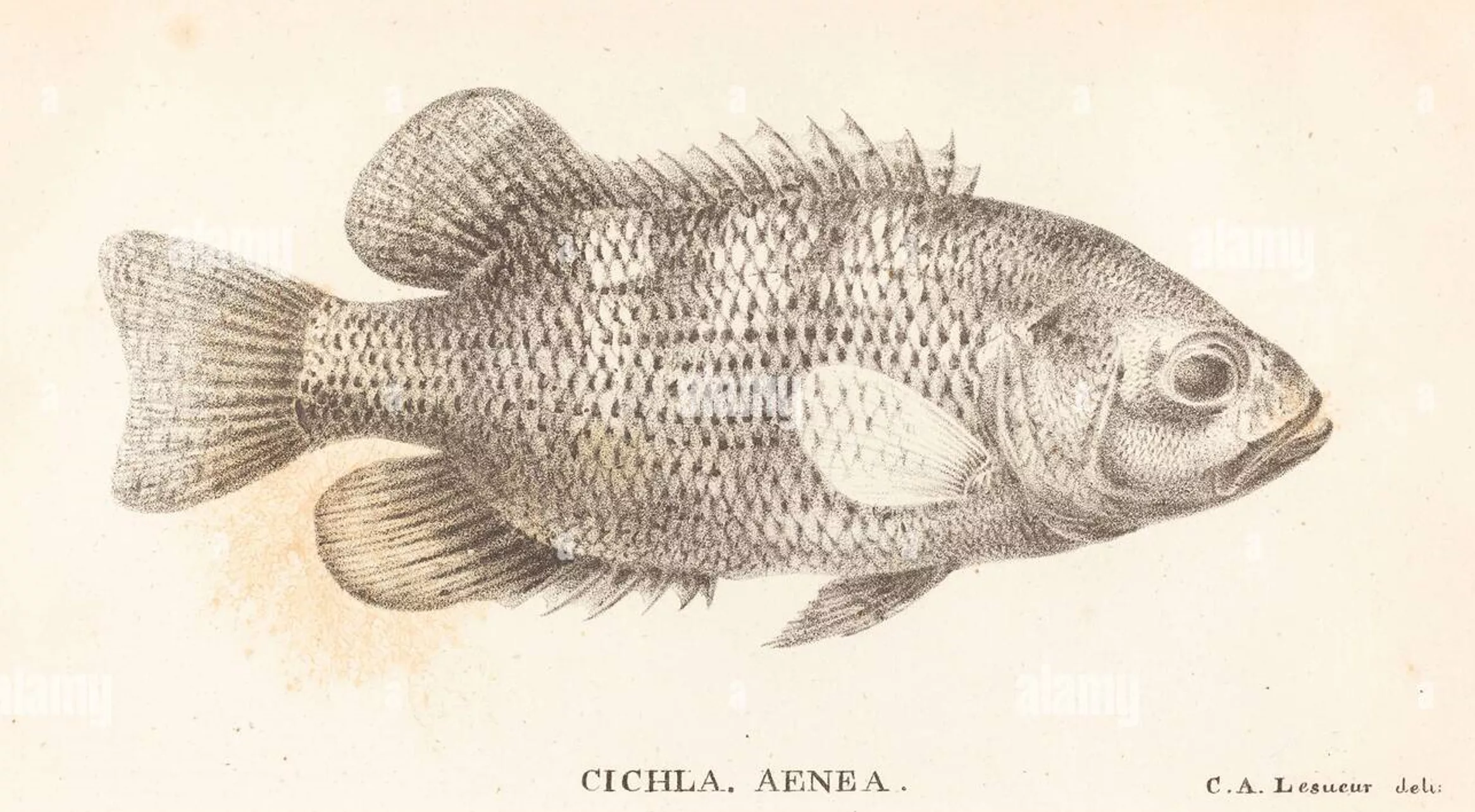 Lithographie de LESUEUR Charles Alexandre, 1822 (Journal of the Academy of Natural Sciences of Philadelphia, vol. 2)