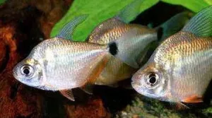 Tetragonopterinae