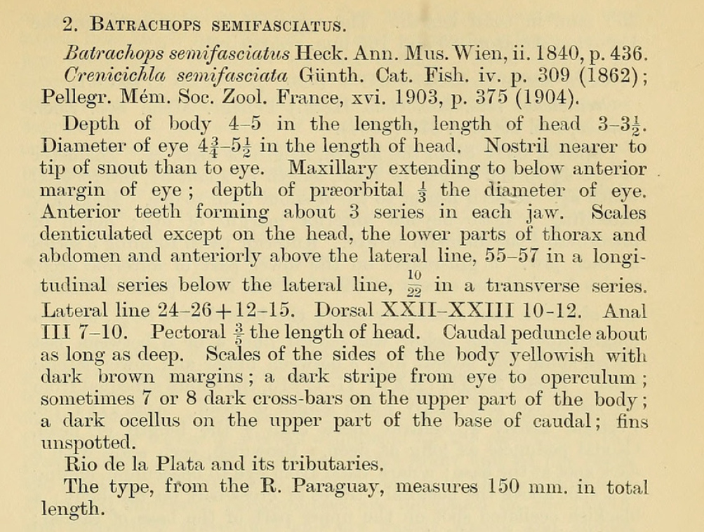 Révision des poissons des cichlidés sud-américains Généra Crenacara, Batrachops et Crenicichla. Par C. TATE REGAN, 1905