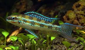 Crenicara filamentosa.
