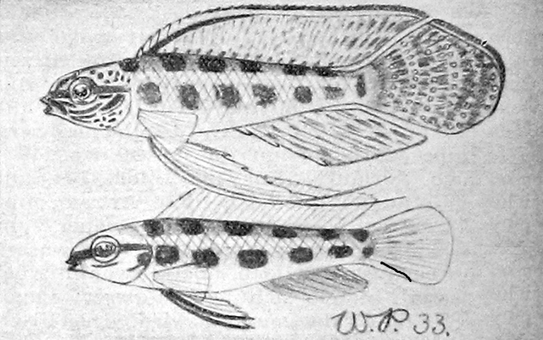 Illustration de la première description accidentelle de « Crenicara praetoriusi » dans la revue « Wochenschrift für Aquarien und Terrarienkunde », 1936. Le dessin est de Walter PRAETORIUS, qui l’a réalisé à Santarem en 1933, le texte de Hugo WEISE.