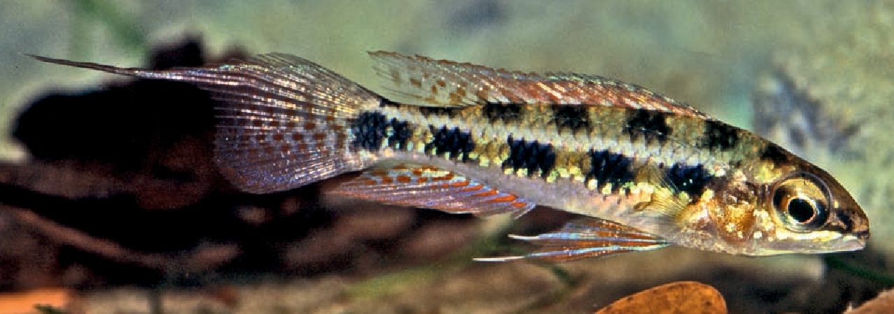 Dicrossus gladicauda.