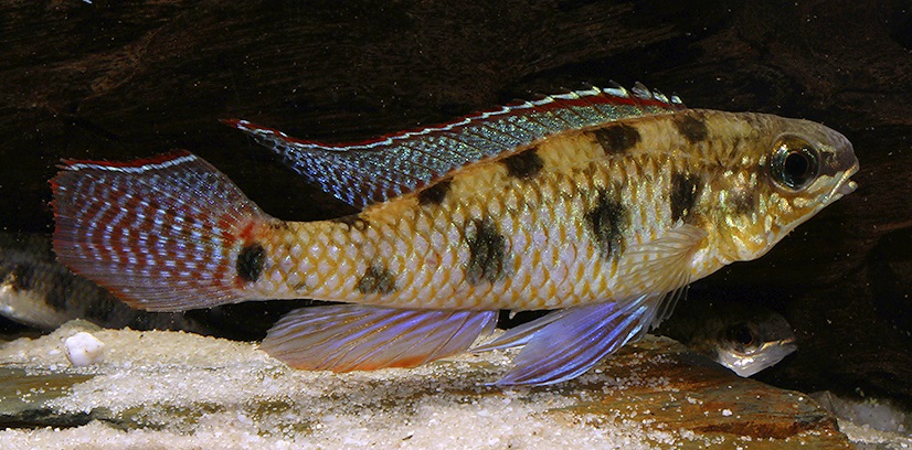 Dicrossus maculatus.