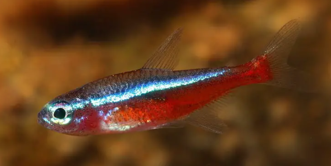 Paracheirodon axelrodi