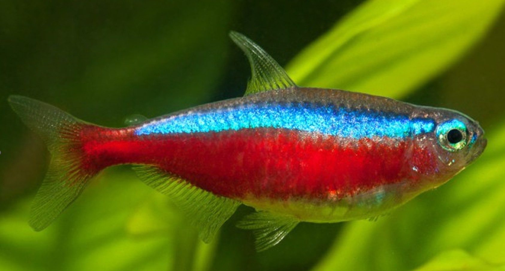 Paracheirodon axelrodi