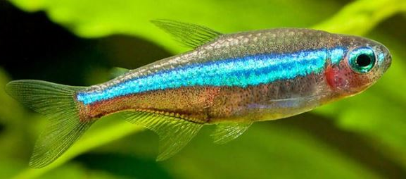 Paracheirodon simulans