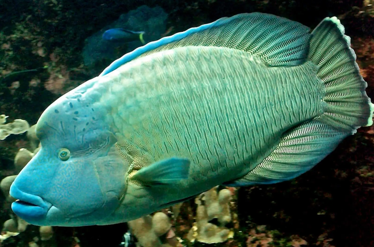 Poisson Napoléon labre géant (Cheilinus undulatus)