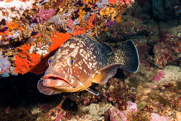 Mérou commun de Méditerranée (Epinephelus guaza).