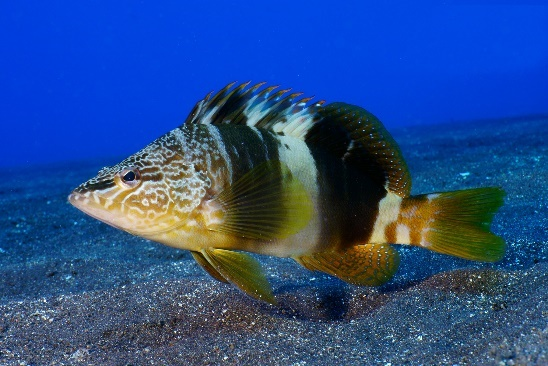 Serran écriture (Serranus scriba)