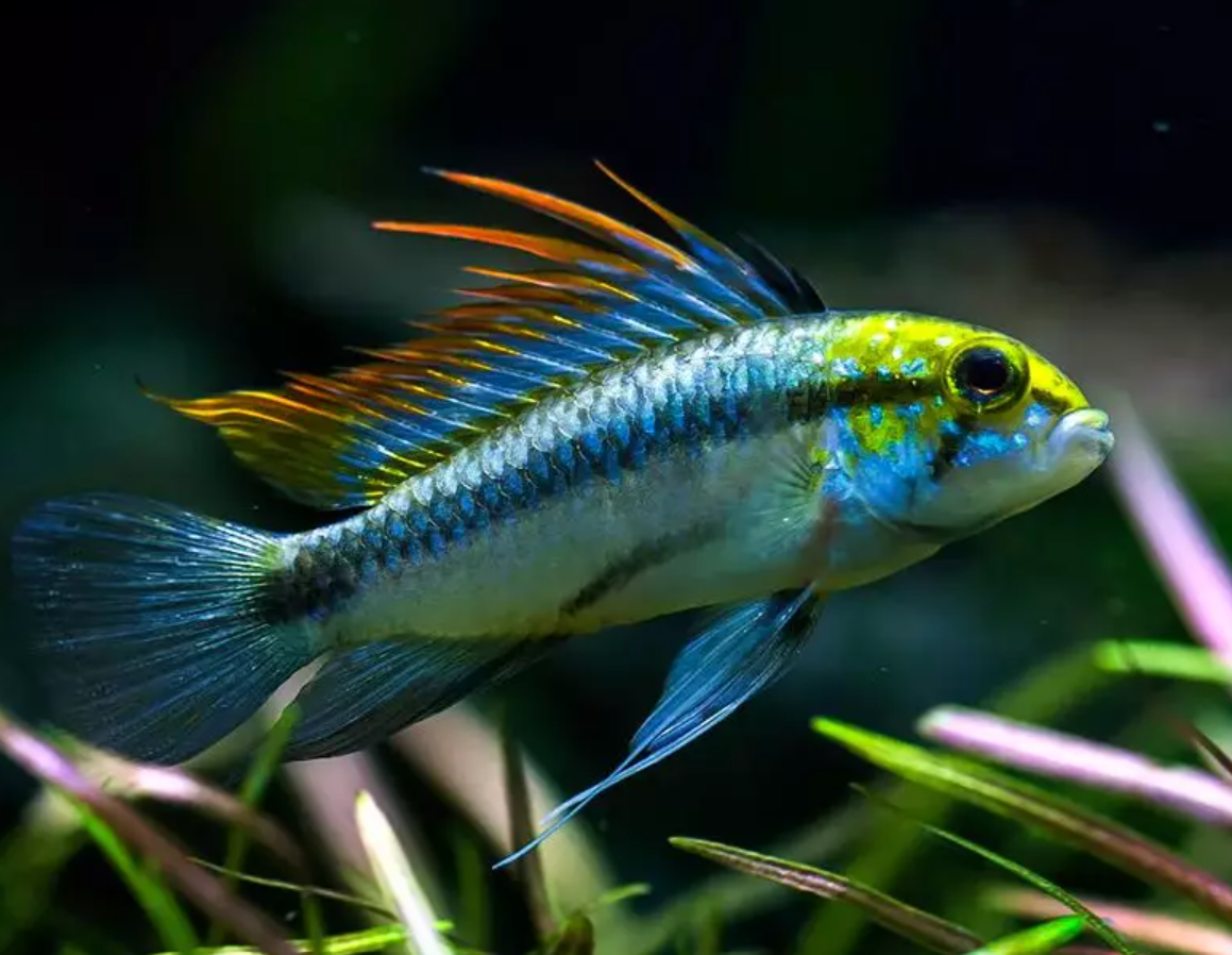 Apistogramma trifasciata.