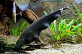 Apteronotus leptorhynchus