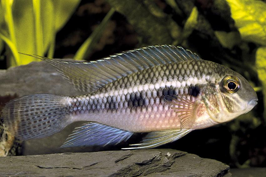 Crenicara punctulata.