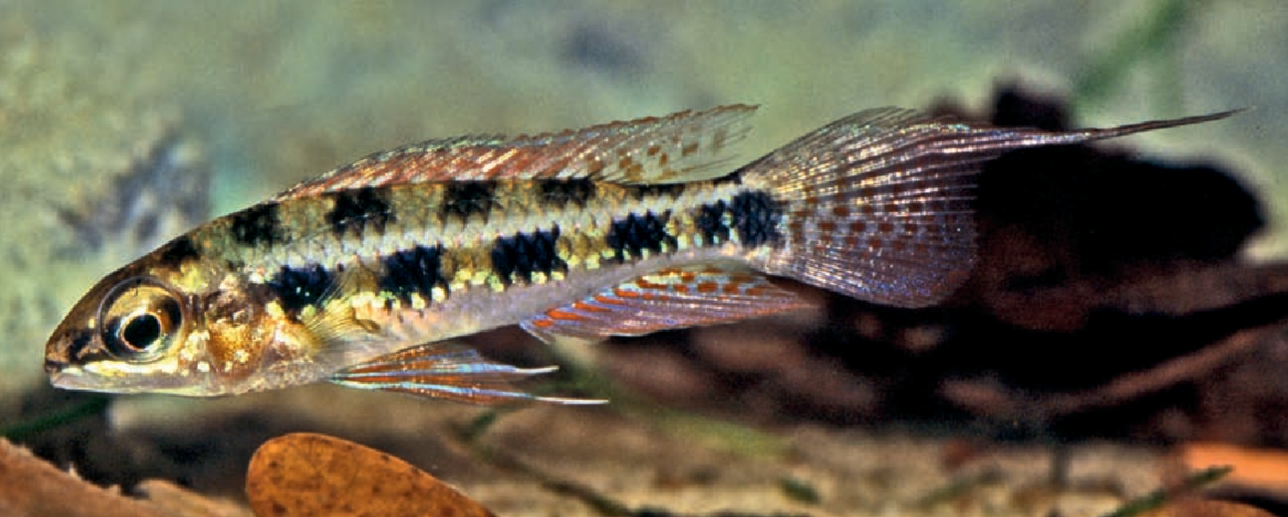Dicrossus gladicauda.