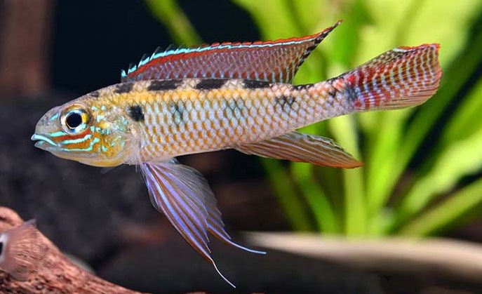 Dicrossus maculatus.