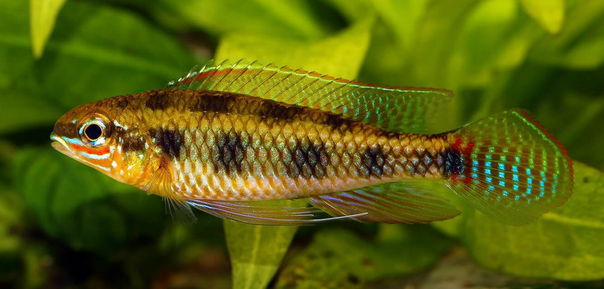 Dicrossus maculatus.
