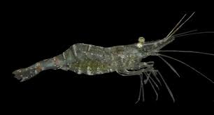 Palaemonetes sp.