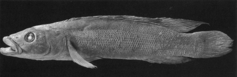 Crenicichla astroblepa.
