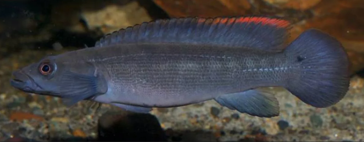 Crenicichla cametana.