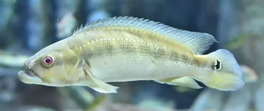 Crenicichla cyanonotus.