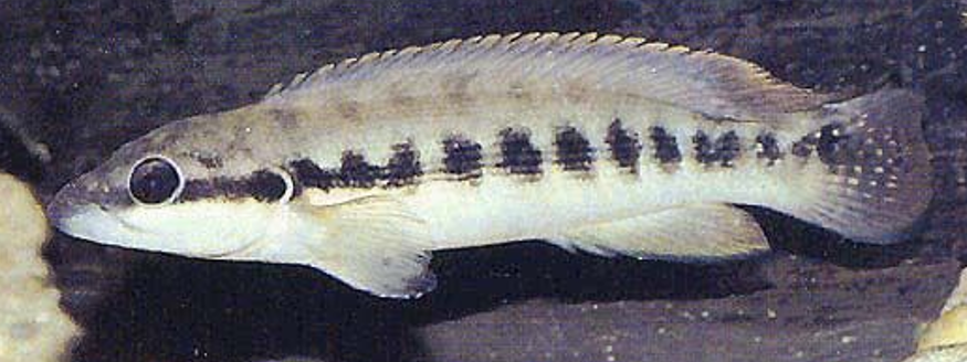 Crenicichla cyclostoma.
