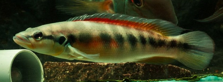 Crenicichla geayi.