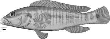 Crenicichla jupiaensis.
