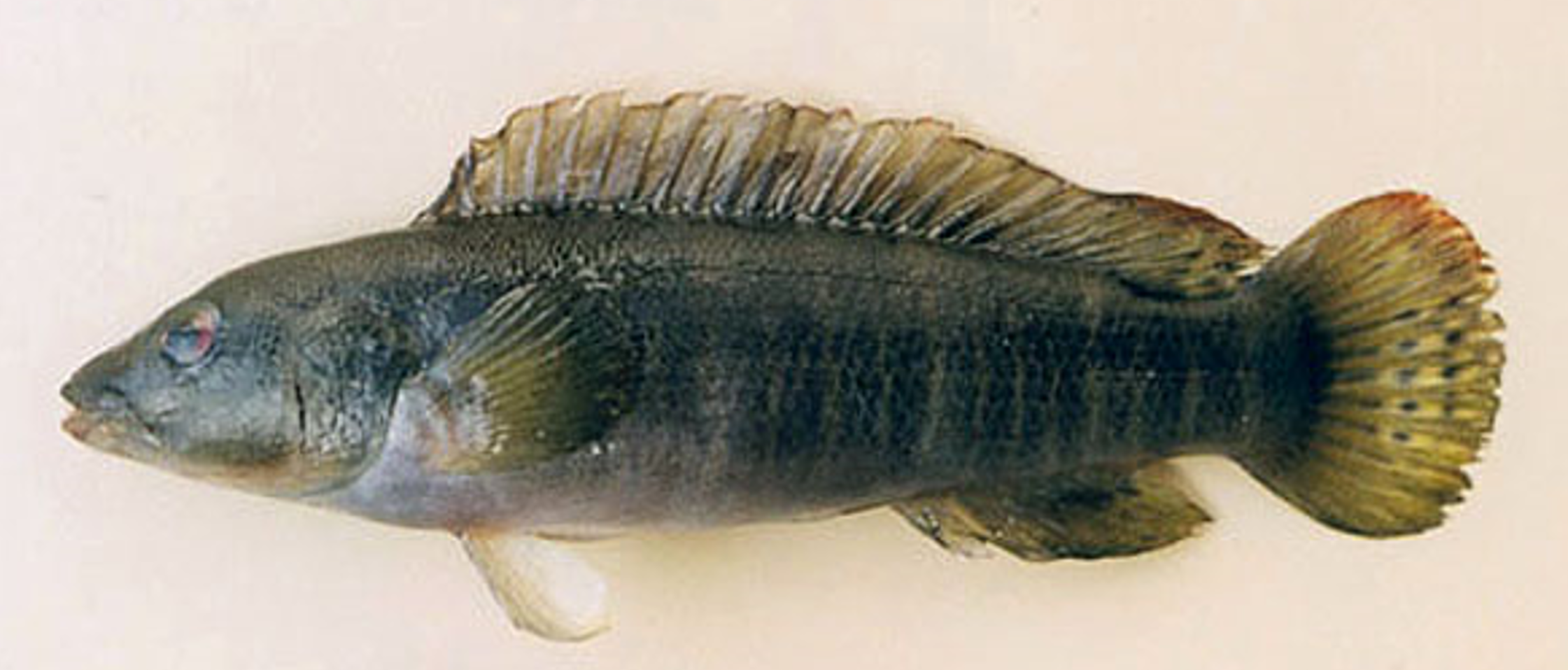 Crenicichla jupiaensis.