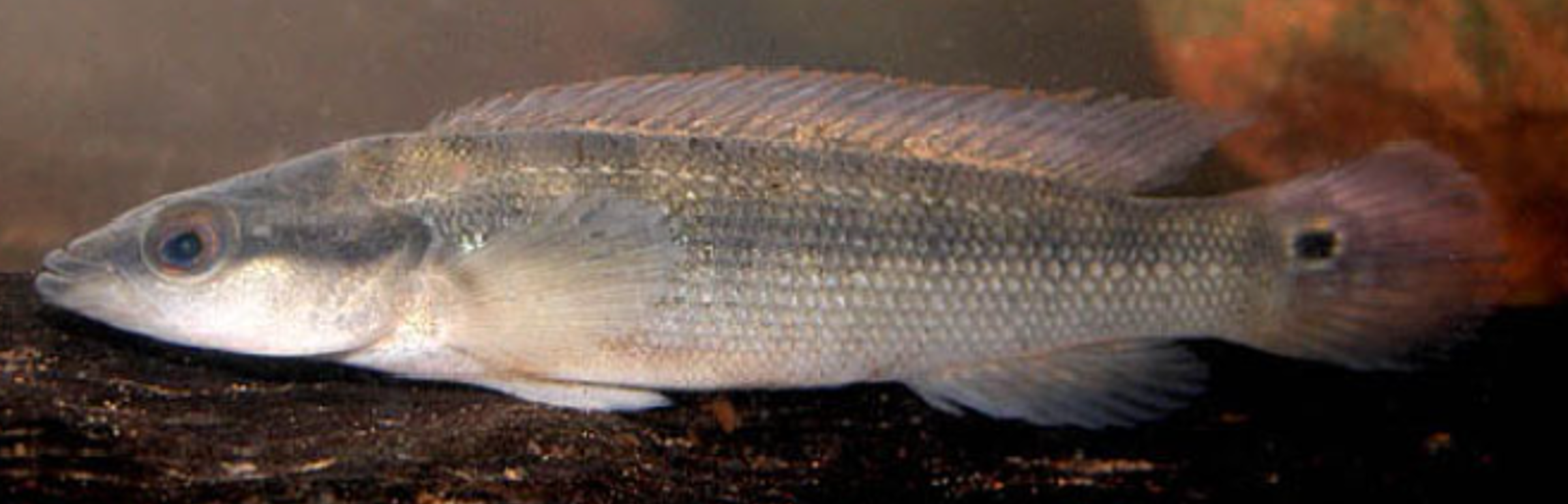 Crenicichla scotti.