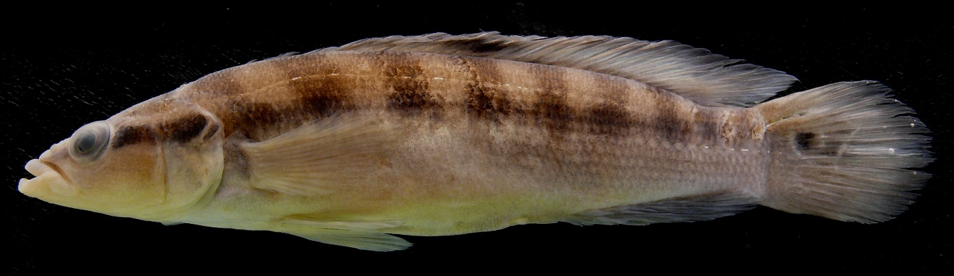 Crenicichla sedentaria.