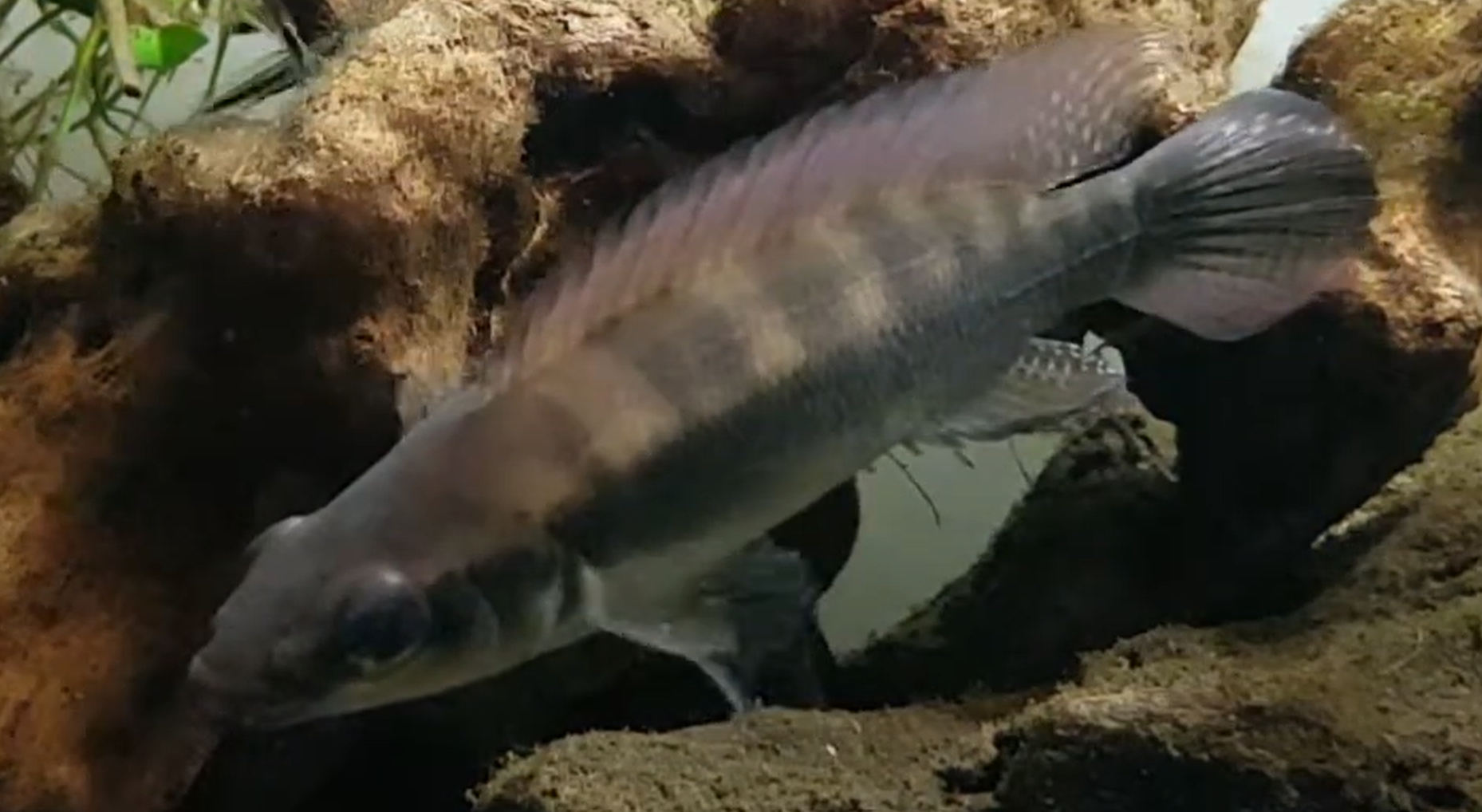 Crenicichla semifasciata femelle.