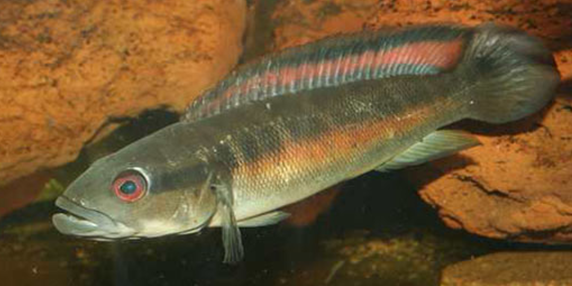Crenicichla semifasciata femelle.