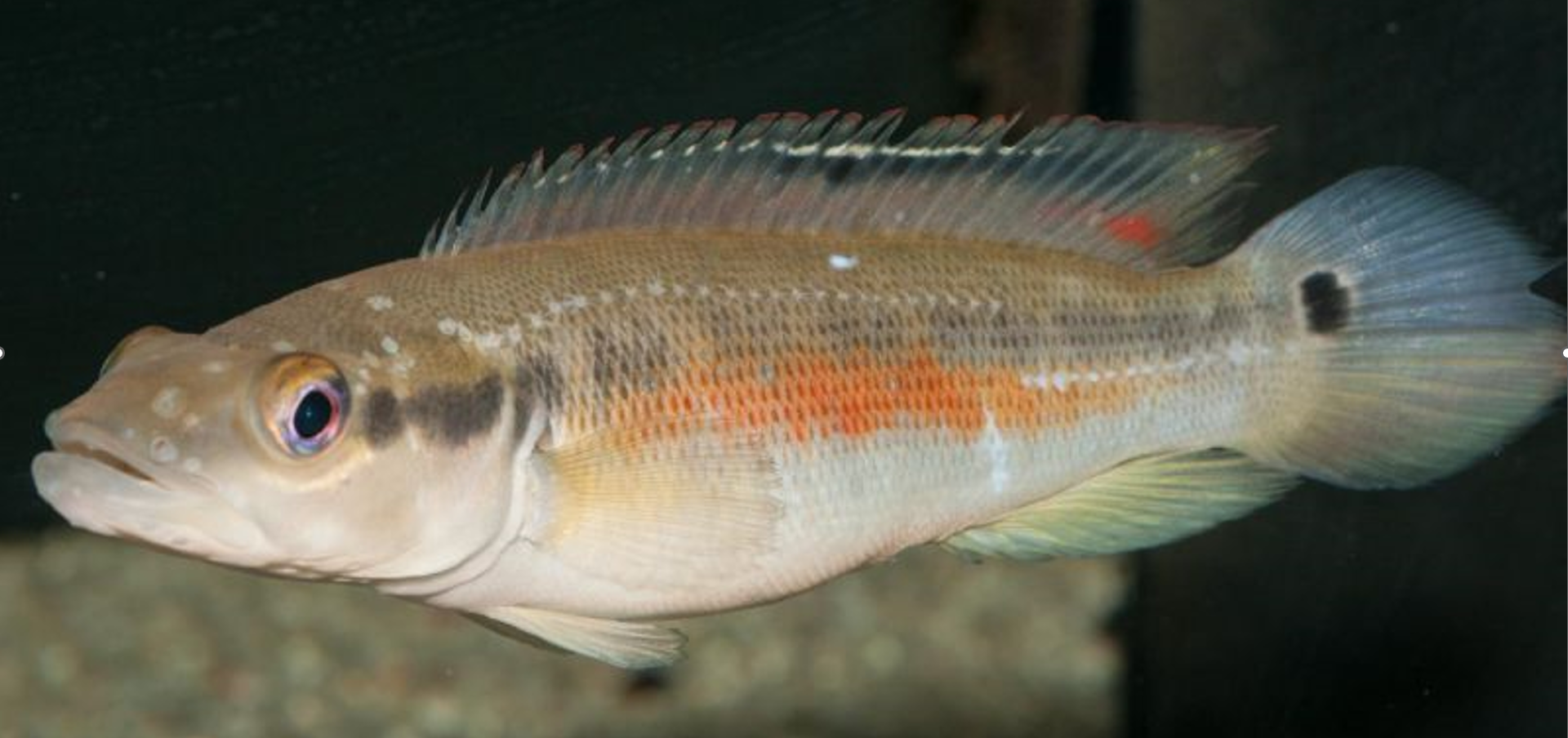 Crenicichla semifasciata mâle.