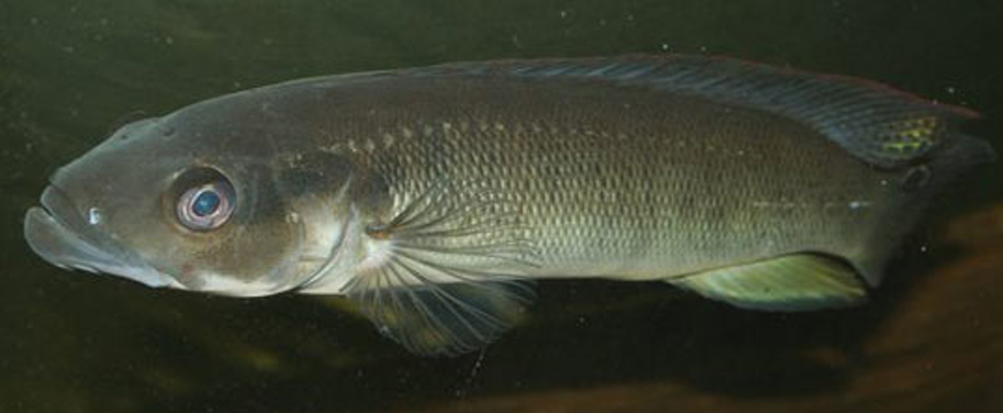 Crenicichla semifasciata mâle.