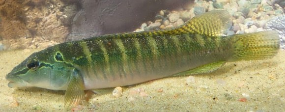 Crenicichla stocki.