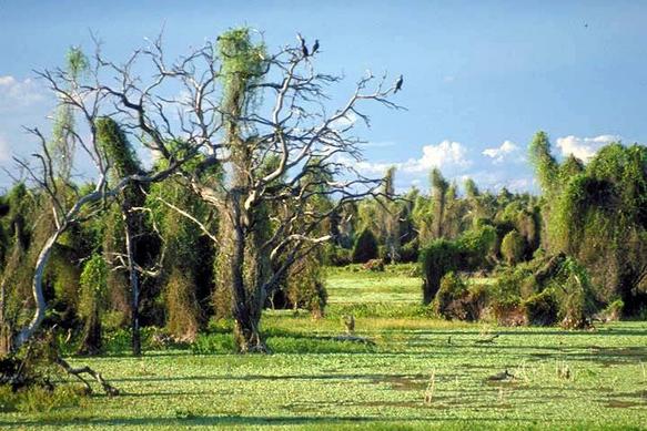Province argentine de Formosa.
