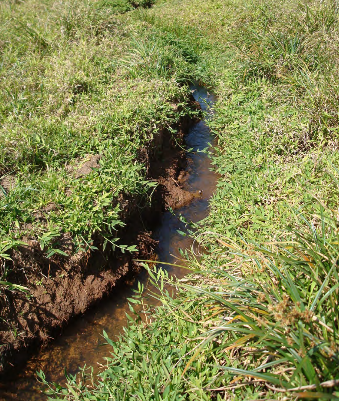 Ruisseau de prélèvement de Crenicichla semifasciata.