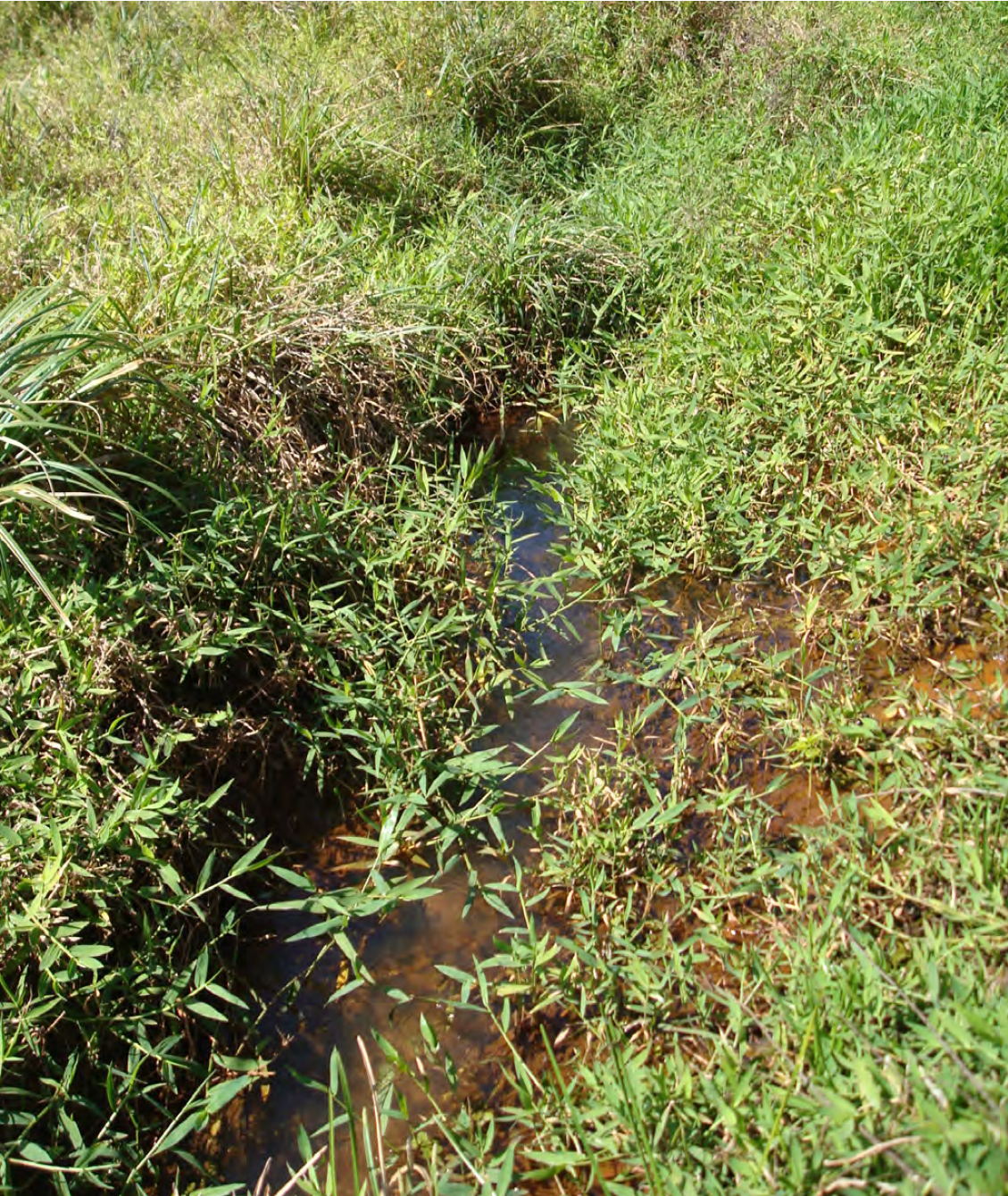 Ruisseau de prélèvement de Crenicichla semifasciata.