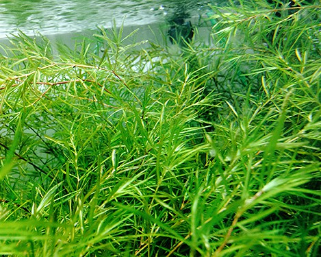 Najas guadalupensis.